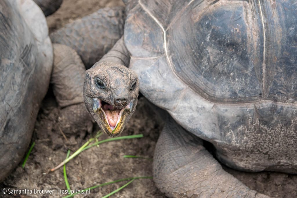 Seychellen - La Digue - Schildpad