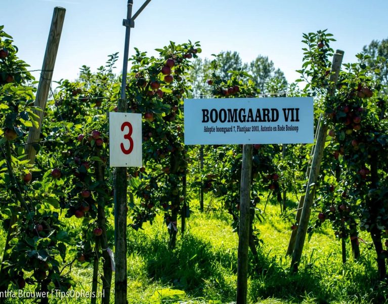 Olmenhorst - Boomgaard
