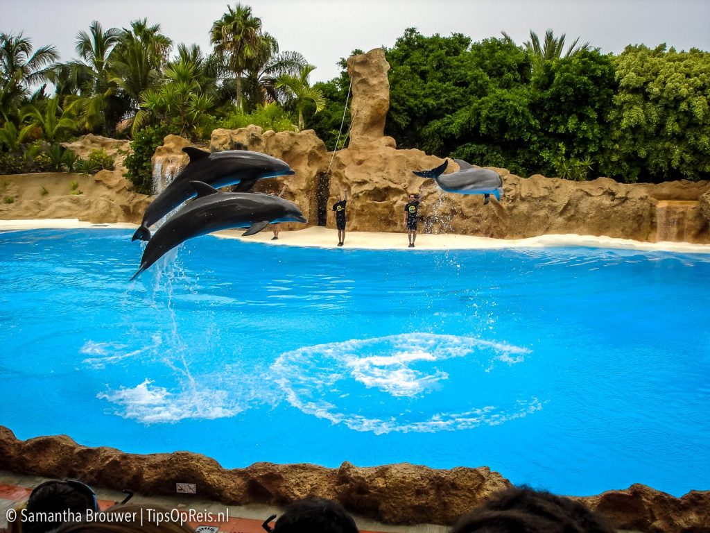 Tenerife - Loro Parque - Dolfijnenshow
