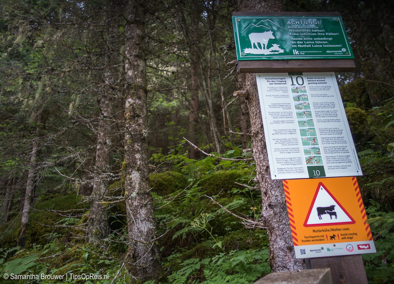 Let op de weidedieren! Regels voor wandelen en omgang in de Oostenrijkse bergen