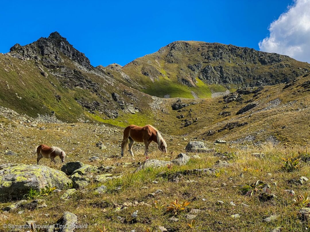 Wandelroute Berggeistweg in St. Christoph am Arlberg | Weidedieren
