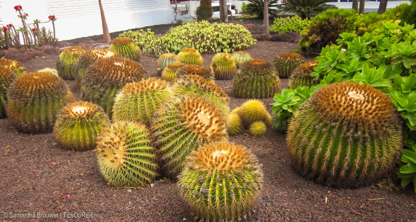 Op Gran Canaria groeien veel cactussen