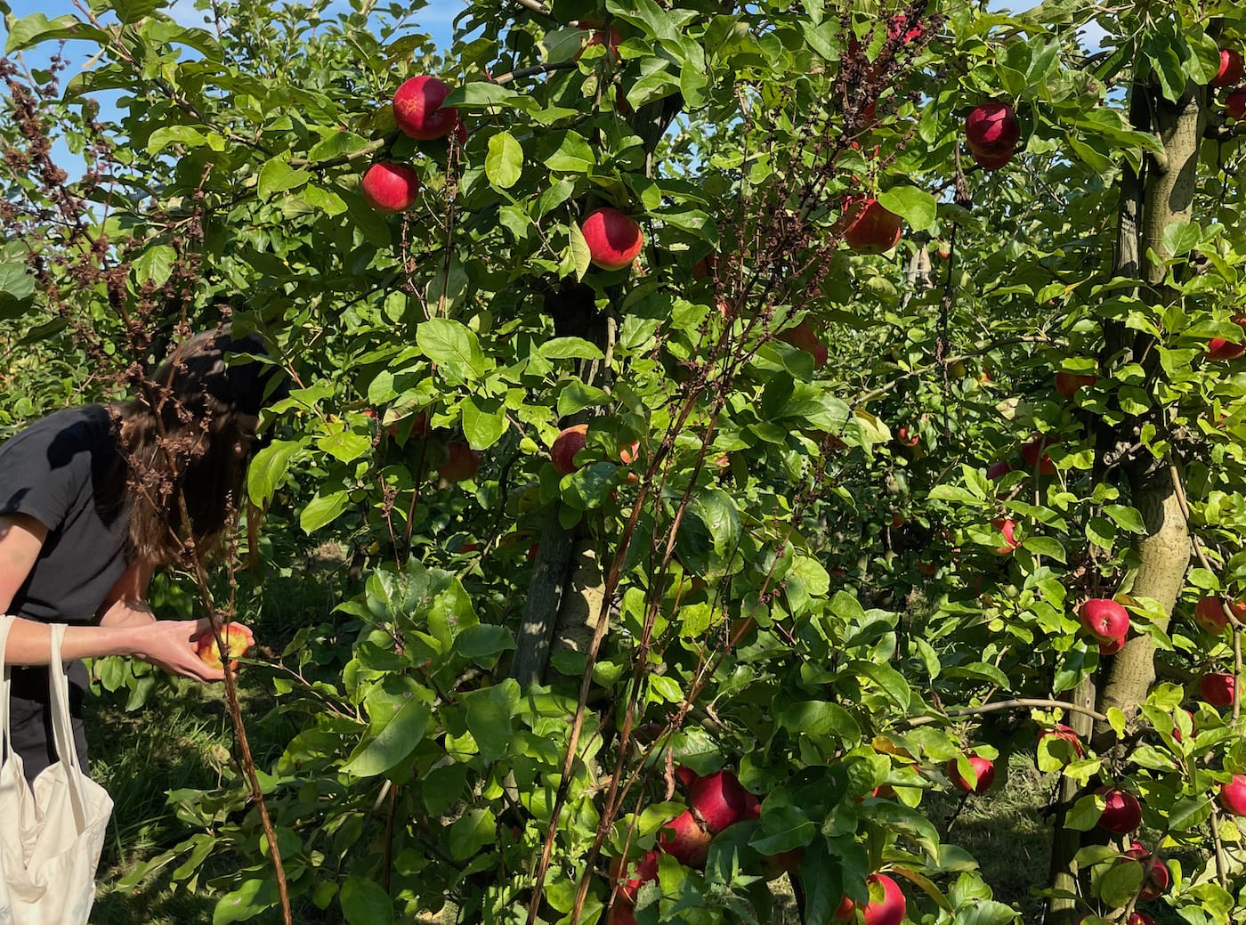 Appels plukken bij de Olmenhorst