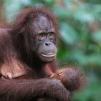 Inspiratie voor Indonesië