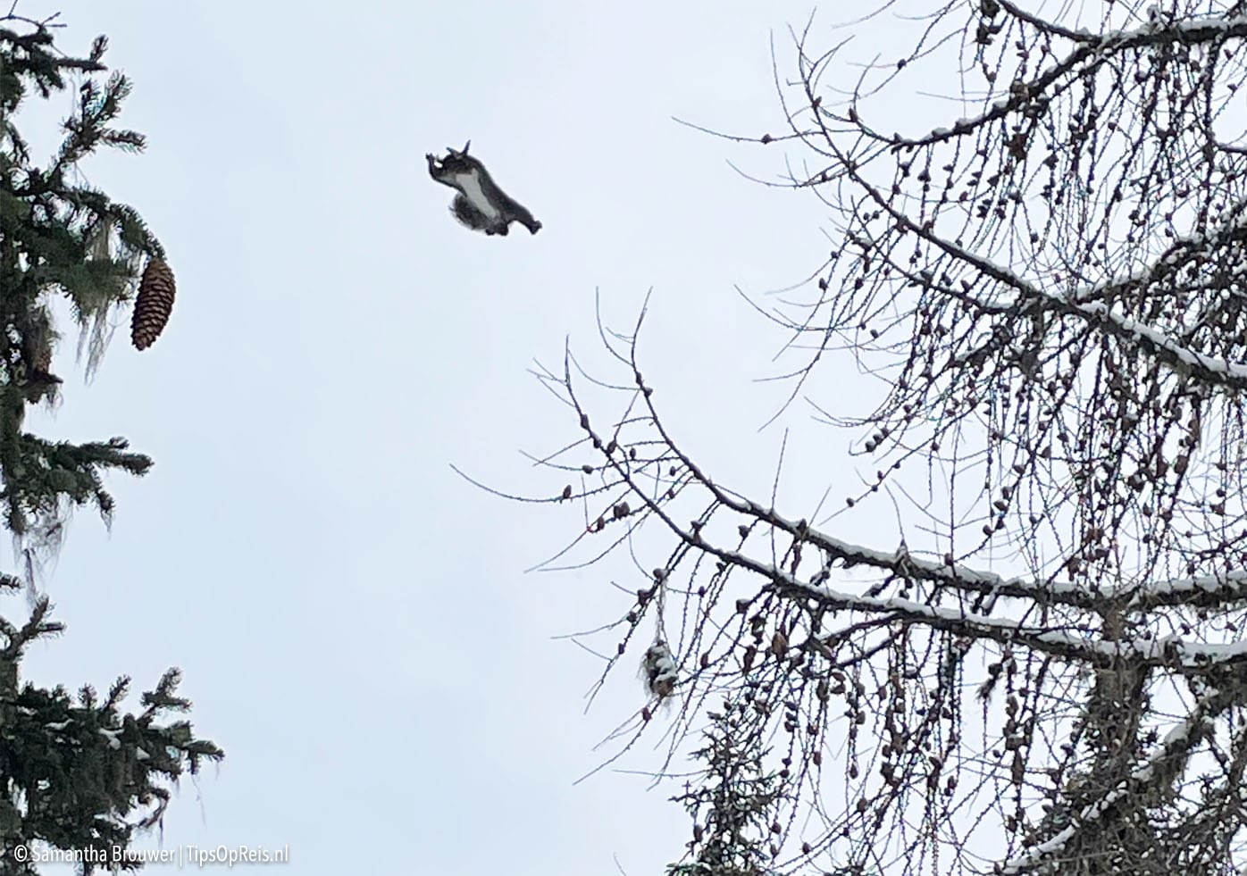 Gebruik de natuur als afleiding: een springende eekhoorn tussen twee bomen