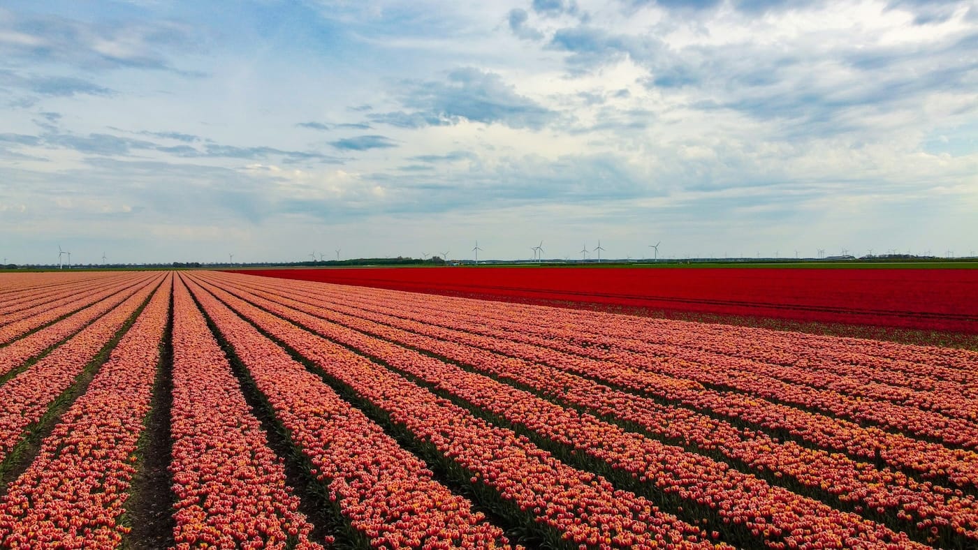 De bollenvelden in Flevoland | Photo by Jonne Mäkikyrö on Unsplash 
