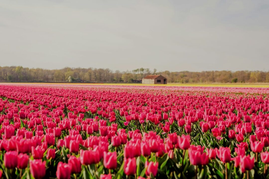 Bezoek de tulpenvelden