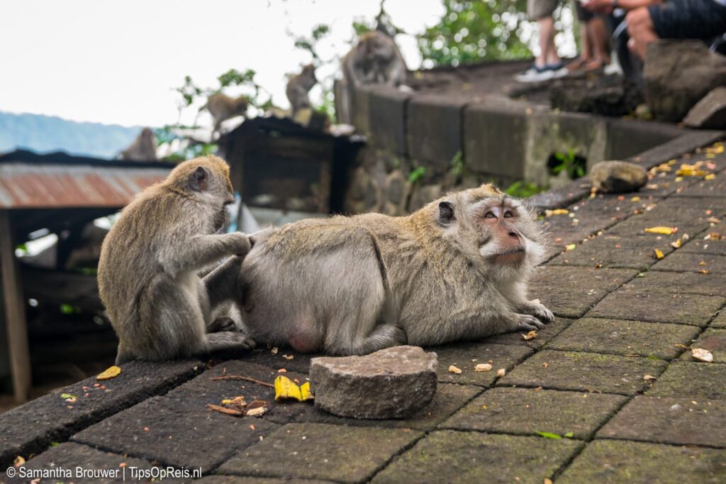 Aapjes op Bali