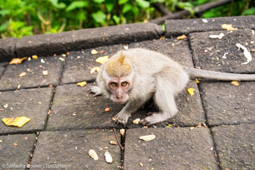 Aapjes op Bali