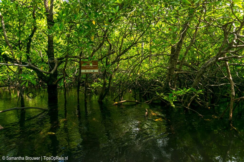 Mangrove Nusa Lembongan
