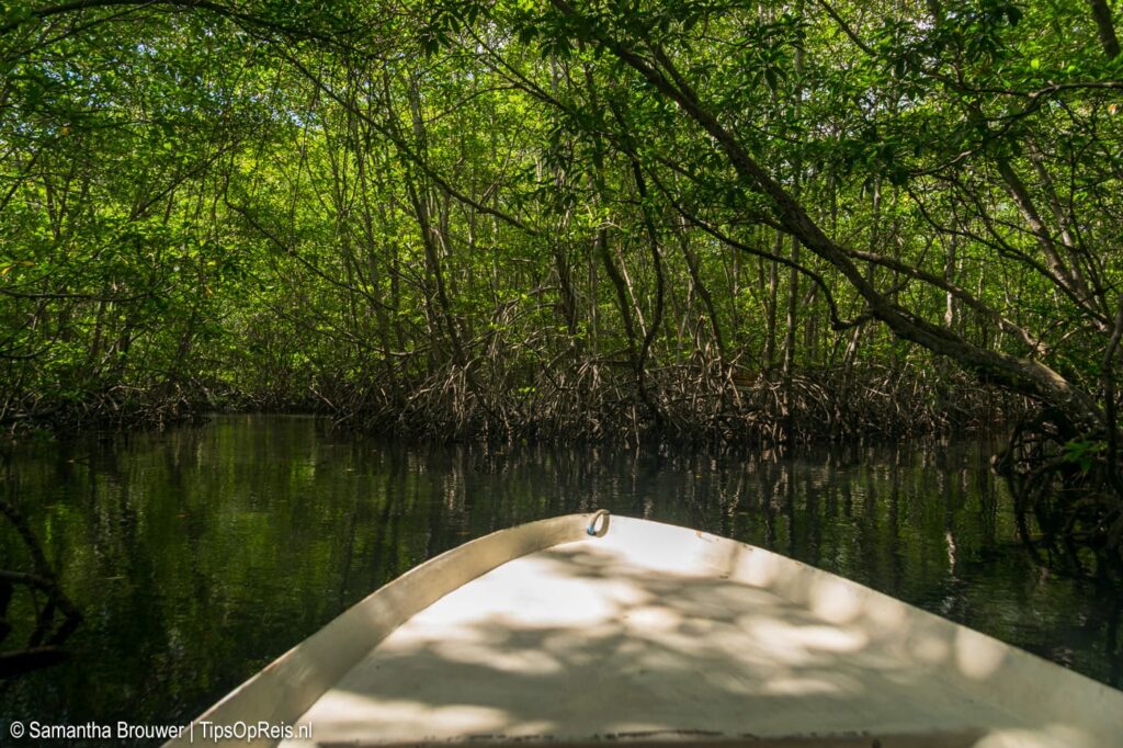 Mangrove Nusa Lembongan