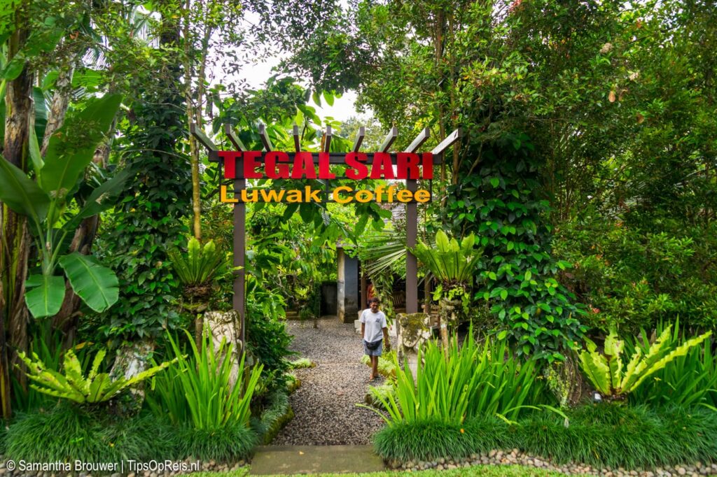 Tegal Sari Luwak Coffee, Bali