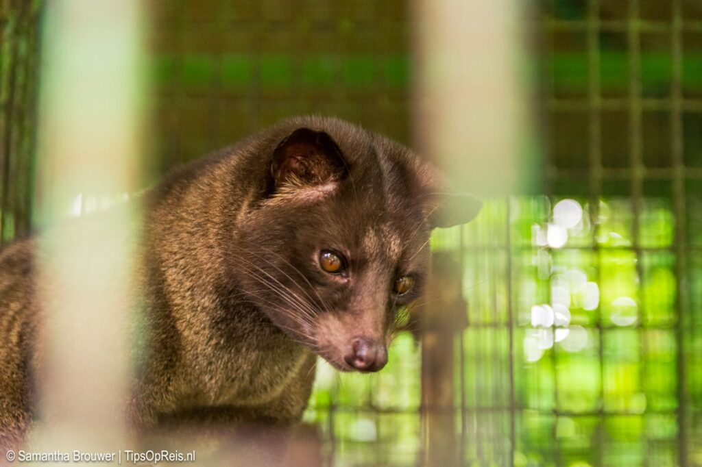 Civetkat - Tegal Sari Luwak Coffee, Bali