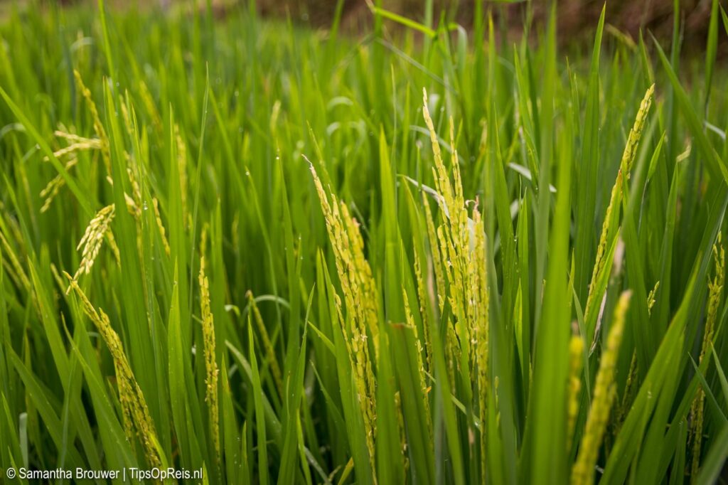 Rijst groeit - Tegalalang, Bali