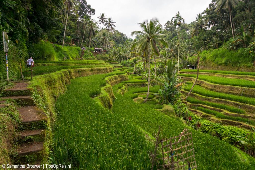 Tegalalang, Bali