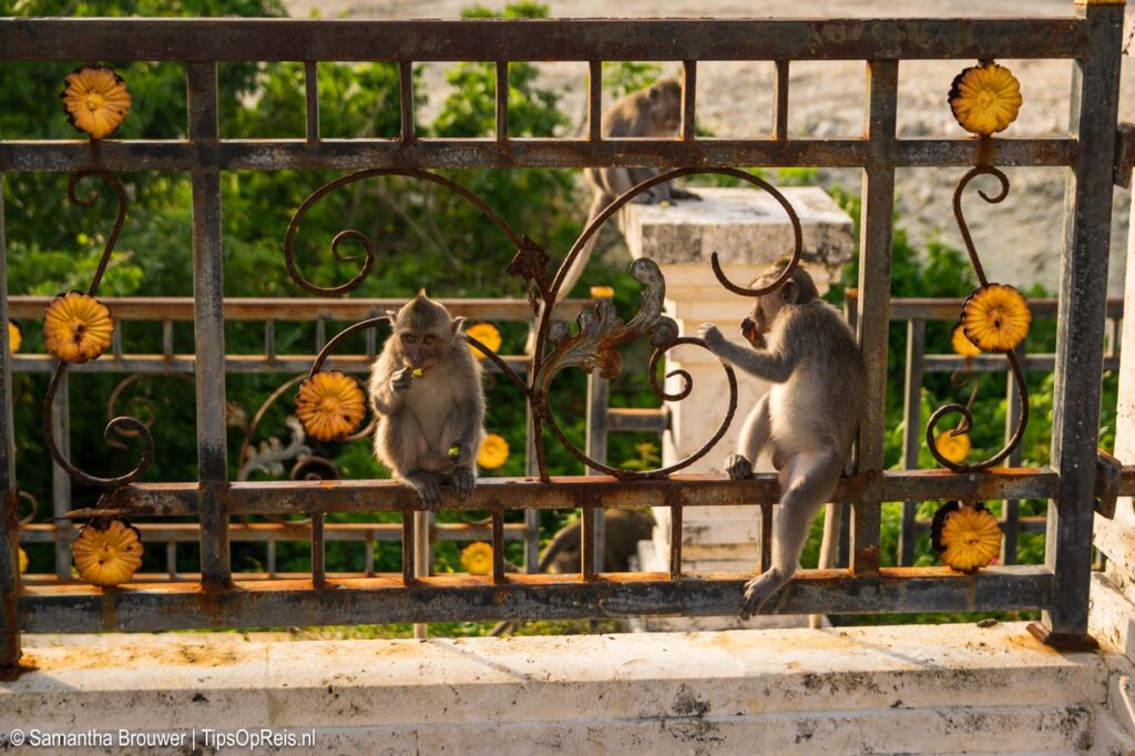 Uluwatu Temple, Aapjes