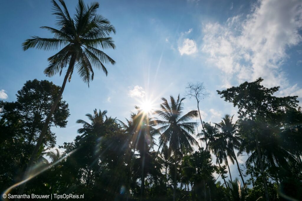 Palmbomen bij Villa Mugiwara